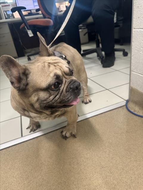 Photo of Yukon, adoptable French Bulldog in Derwood, Maryland
