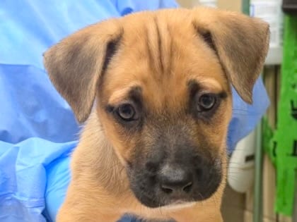 Photo of Alana, adoptable dog in Georgetown, Texas