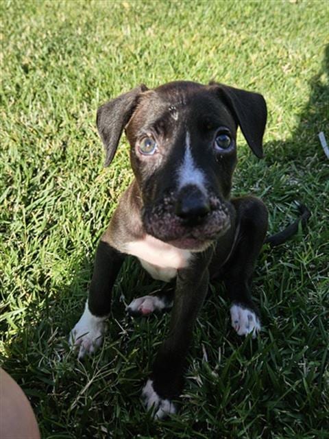 Photo of Ivy, adoptable Pit Bull Terrier in San Bernardino, California