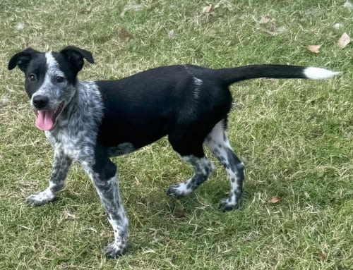 Photo of Loretta, adoptable Australian Cattle Dog/Blue Heeler in Great Bend, Kansas