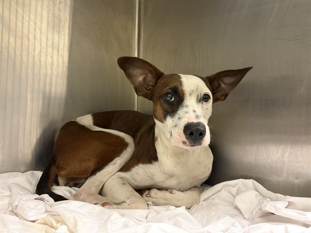 Photo of Willma, adoptable Terrier mix in Miami, Florida
