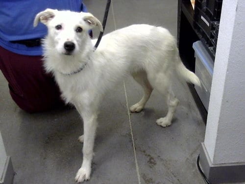 Photo of Cornelius, adoptable Wirehaired Fox Terrier in Mesa, Arizona