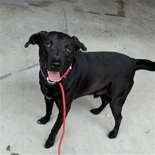 Photo of Pepsi, adoptable Labrador Retriever in Palmetto, Florida