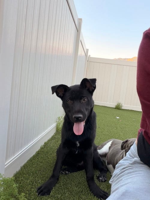 Photo of Winchester, adoptable Labrador Retriever in ROSEVILLE, California
