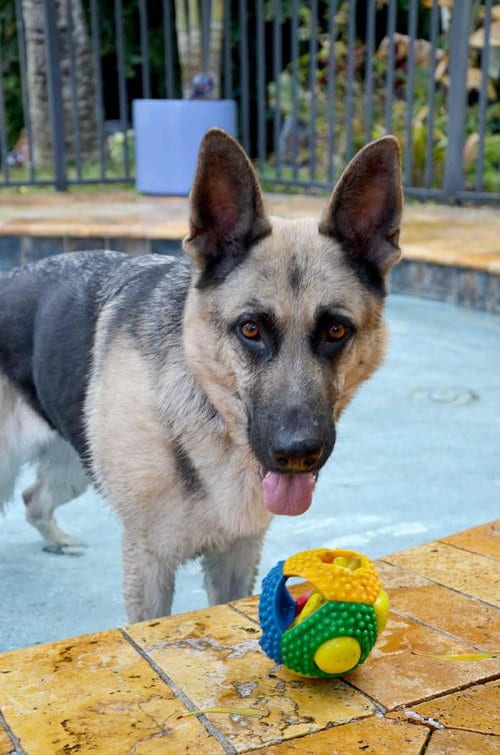 Photo of Trish 3152, adoptable German Shepherd Dog in Plantation, Florida