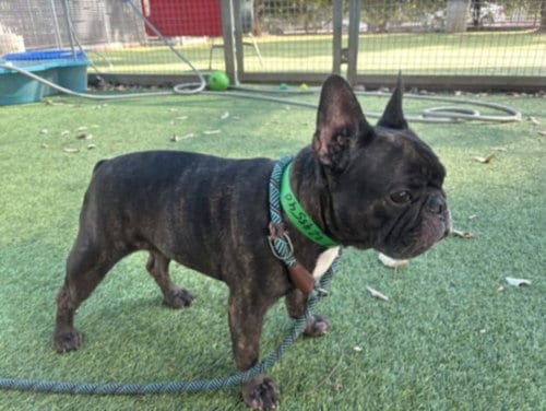 Photo of Lady, adoptable French Bulldog in Van Nuys, California