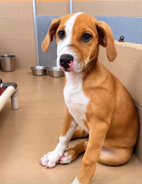 Photo of Cynthia, adoptable Pit Bull Terrier in Yreka, California
