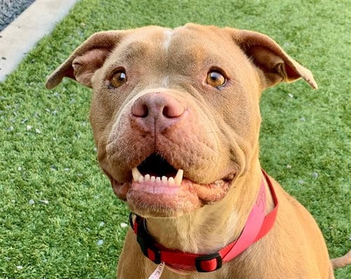 Photo of Bell Of The Ball, adoptable Pit Bull Terrier in Moreno Valley, California