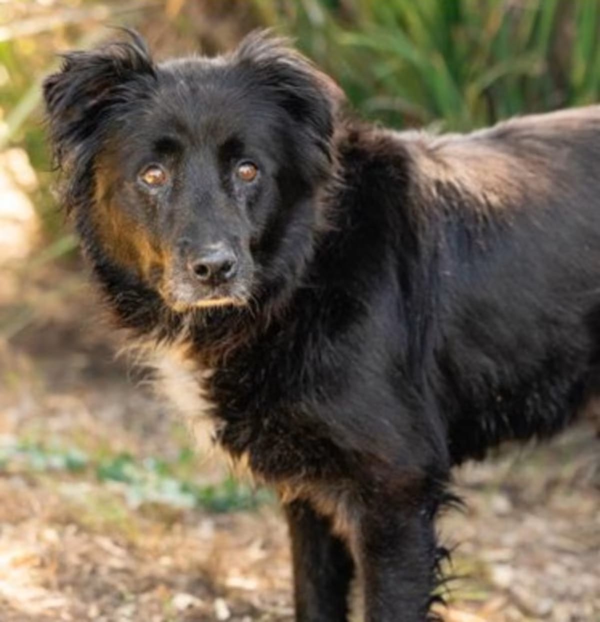 Photo of Cleopatra, adoptable Chow Chow in Ventura, California
