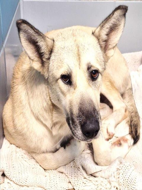 Photo of Caramel, adoptable Husky in Houston, Texas