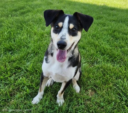 Photo of Bizzle, adoptable Australian Cattle Dog/Blue Heeler in Albuquerque, New Mexico