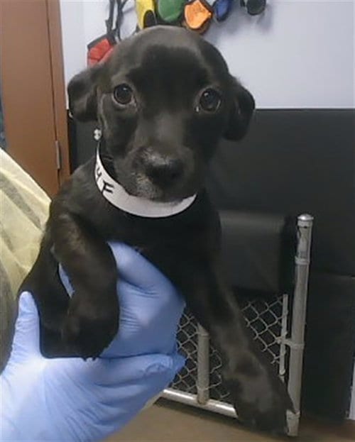 Photo of Onionette, adoptable Chihuahua in Phoenix, Arizona