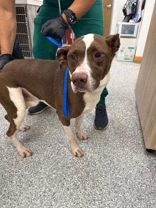 Photo of Charlotte, adoptable Pit Bull Terrier in Brewster, New York