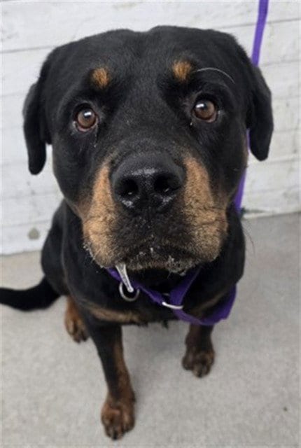 Photo of Bumper, adoptable Rottweiler in San Bernardino, California