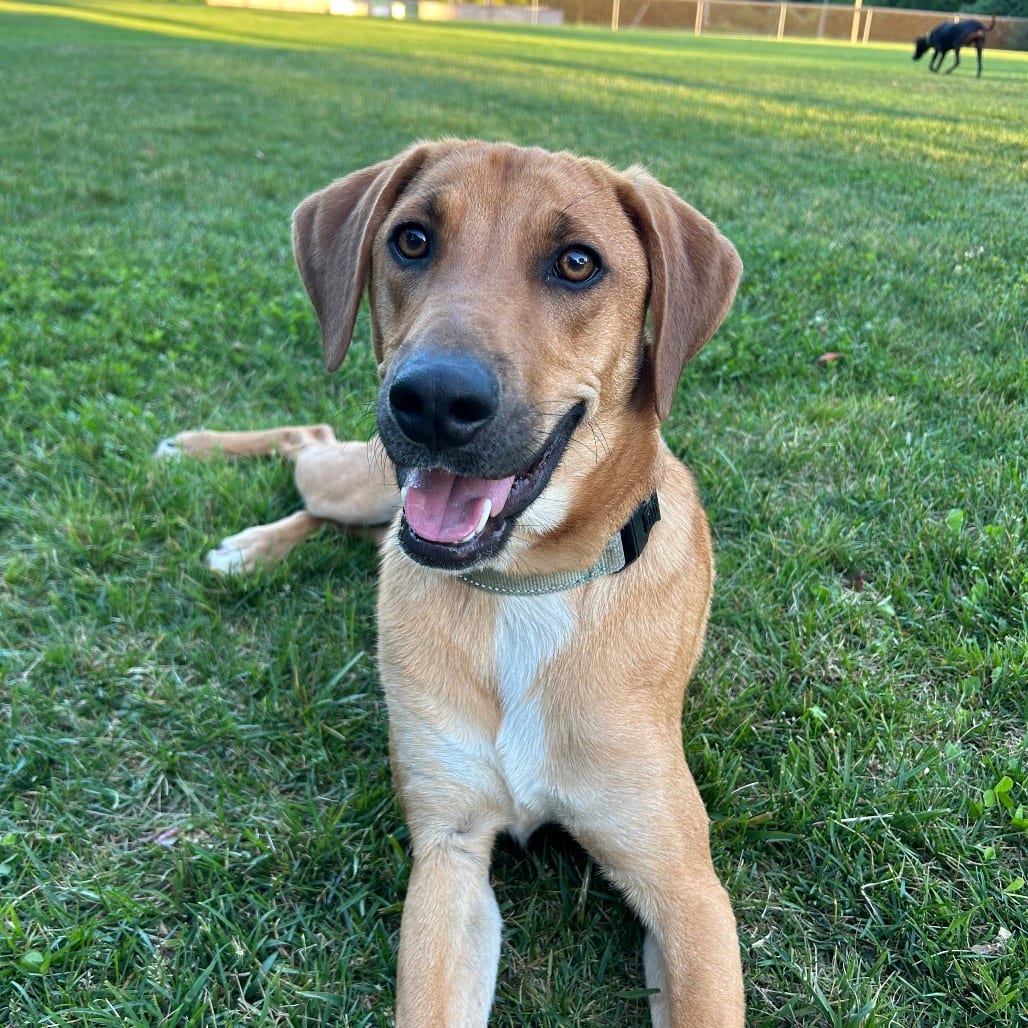 Photo of Mack, adoptable Shepherd / Retriever, Labrador in Potomac, Maryland