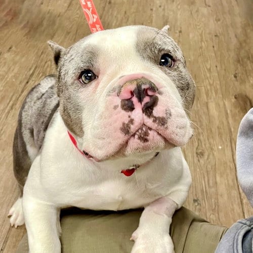 Photo of Coretta, adoptable Terrier in Canton, Connecticut