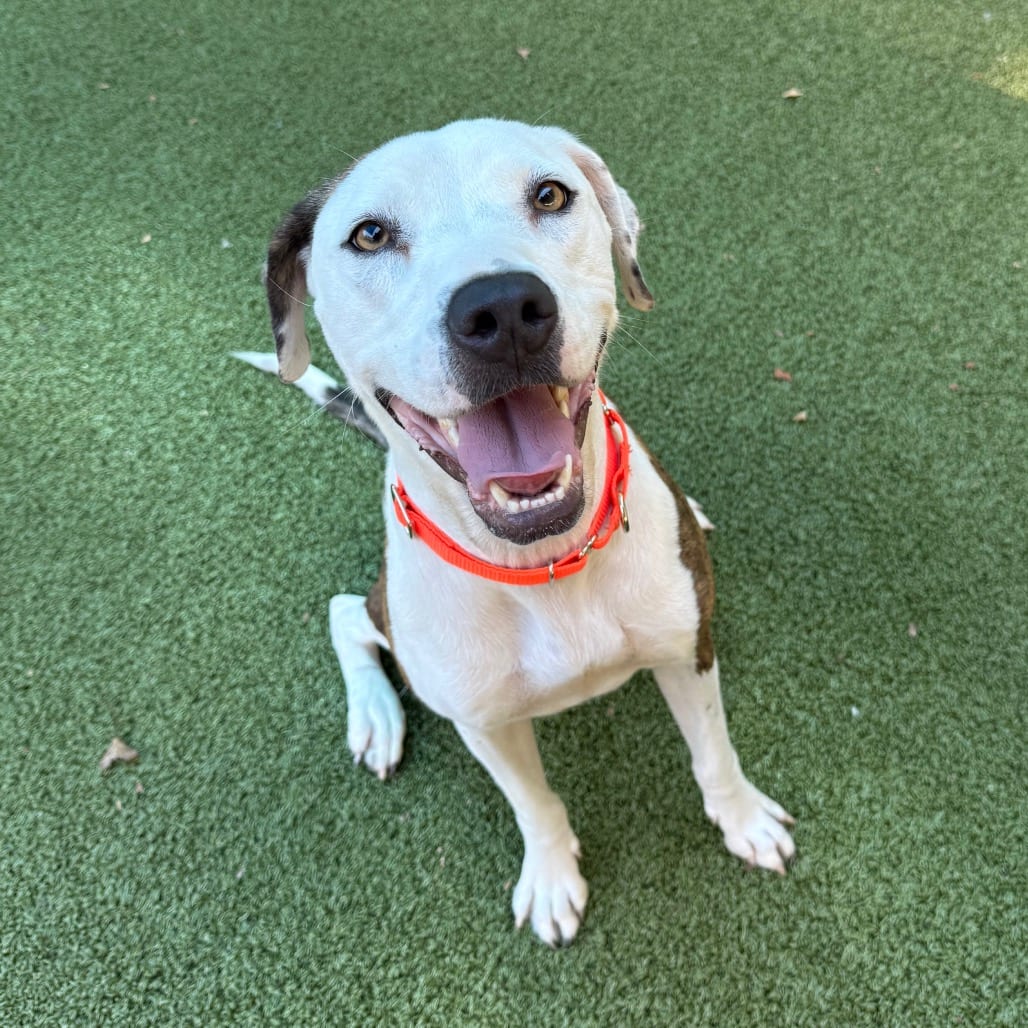 Photo of Freya, adoptable Terrier, American Staffordshire in Greensboro, North Carolina