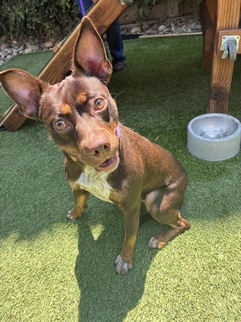 Photo of Foxy, adoptable Australian Cattle Dog mix in San José, California