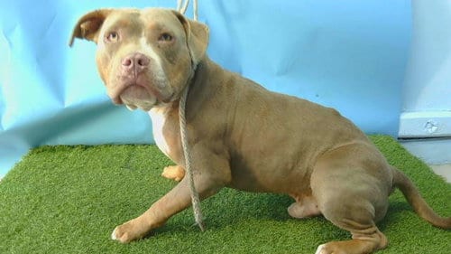 Photo of Scar, adoptable Pit Bull Terrier in Gardena, California