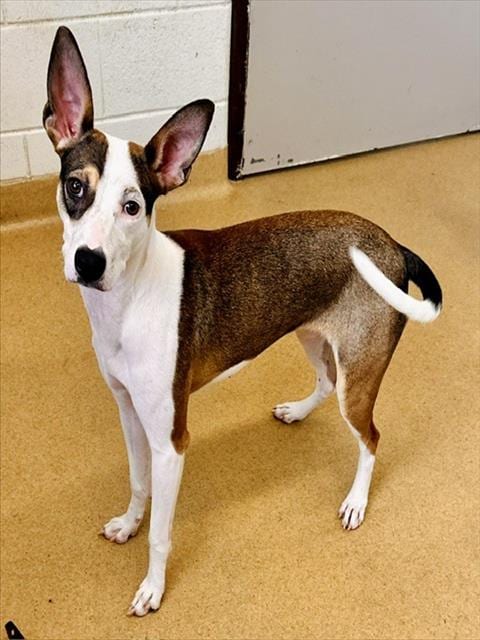 Photo of Cash, adoptable Whippet in Derwood, Maryland
