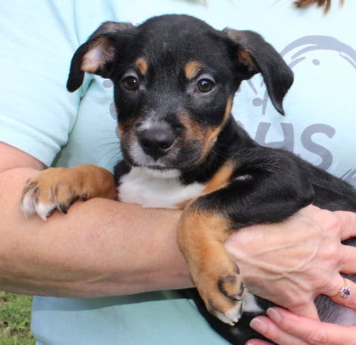 Photo of Bronco 44224, adoptable Retriever in Prattville, Alabama
