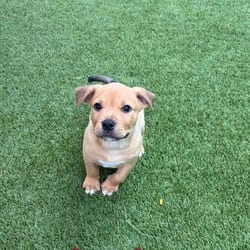 Photo of Slash 6693, adoptable Staffordshire Bull Terrier Mixed Breed (Medium) in Loxahatchee, Florida