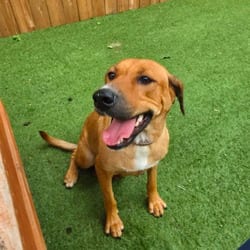 Photo of Skittles TW, adoptable Labrador Retriever Mixed Breed (Medium) in Hartford, Connecticut