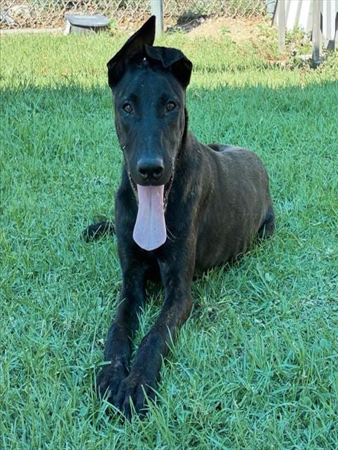 Photo of Yosemite, adoptable Dutch Shepherd in San Bernardino, California