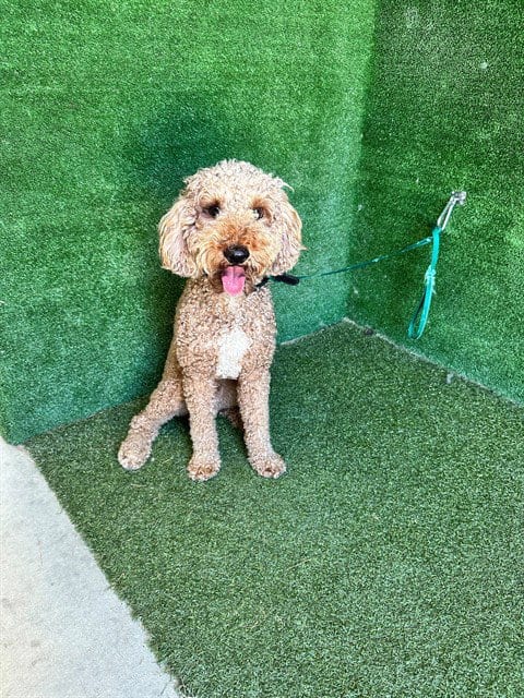 Photo of A5799168, adoptable Poodle (Miniature) in Lancaster, California