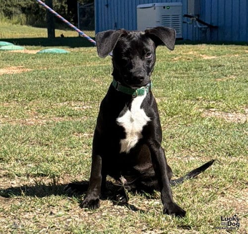 Photo of Lightning, adoptable Labrador Retriever in Washington, District of Columbia