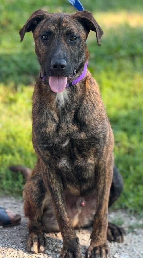 Photo of Waylon Jennings, adoptable Plott Hound in Ashville, Ohio
