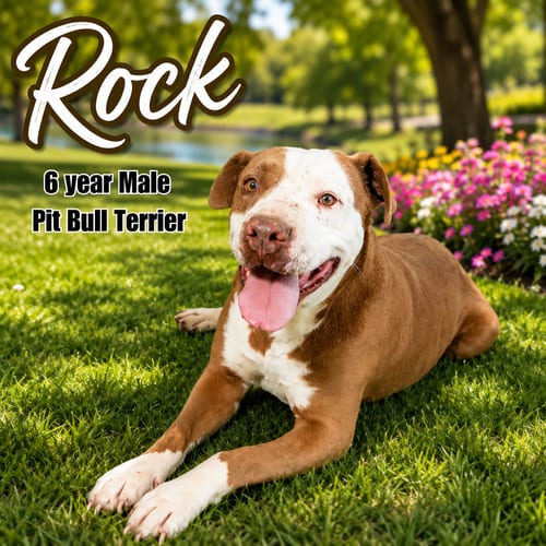 Photo of Rock - 6 Year Male Pit Bull Terrier, adoptable Pit Bull Terrier in Mesa, Arizona
