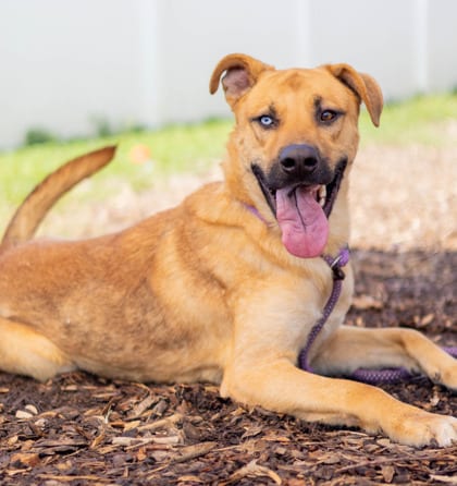 Photo of Theon, adoptable dog in Chamblee, Georgia