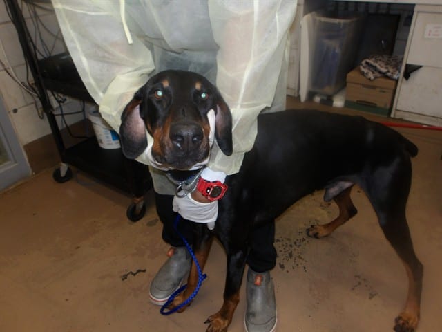 Photo of Vahgar, adoptable Doberman Pinscher in Chicago, Illinois