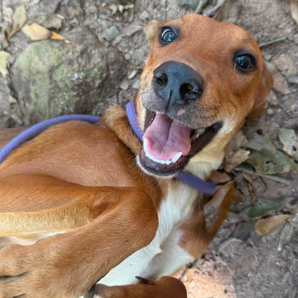 Photo of Buttons, adoptable Mixed Breed (Medium) in Whitestone, New York