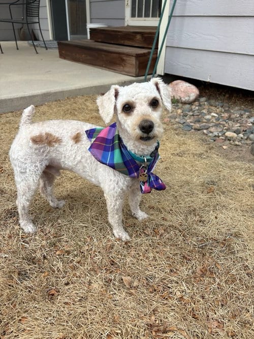 Photo of Ramen, adoptable Bichon Frise in Fort Collins, Colorado