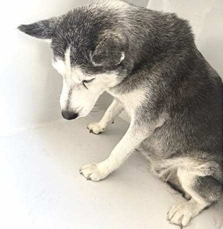 Photo of Senior Siberian Husky, adoptable Siberian Husky in Houston, Texas