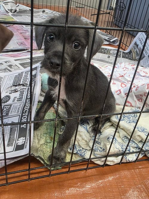 Photo of Whisper (NY-Sarah), adoptable Terrier in SHERBURNE, New York