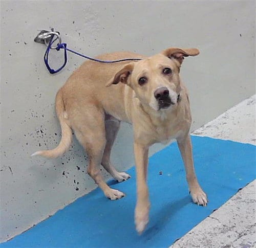 Photo of Poppy, adoptable Labrador Retriever in Houston, Texas