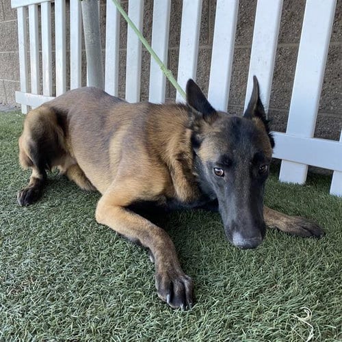 Photo of A615379, adoptable Belgian Shepherd Malinois in Modesto, California
