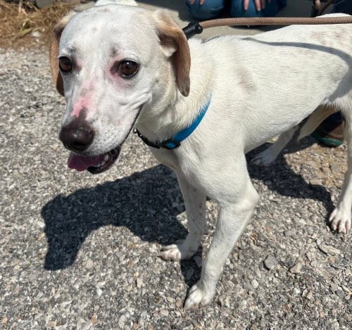 Photo of Baby G, adoptable Terrier in Evansville, Indiana