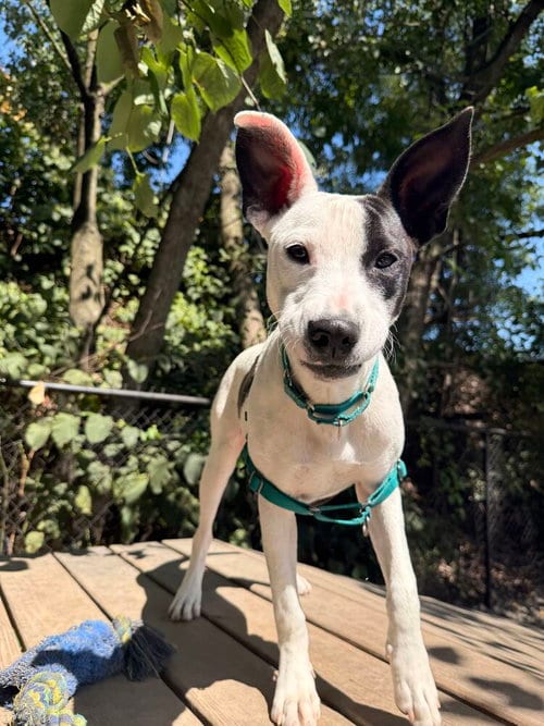 Photo of Heidi, adoptable Unknown breed / mixed in Elmsford, New York