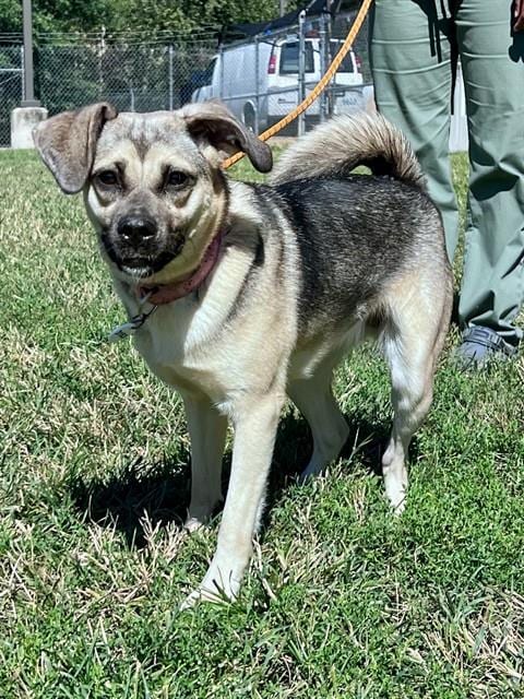 Photo of Endora, adoptable German Shepherd Dog in Forestville, Maryland