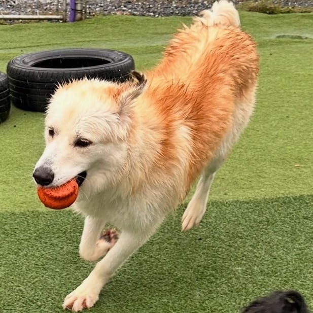Photo of Toby, adoptable Pyrenees, Great in Maryland, Maryland