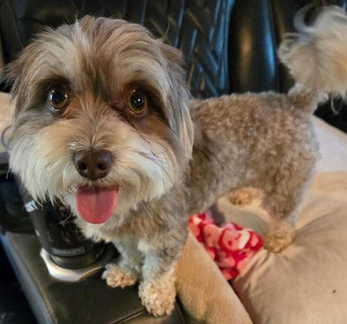 Photo of Tyler, adoptable Maltese in San Antonio, Texas