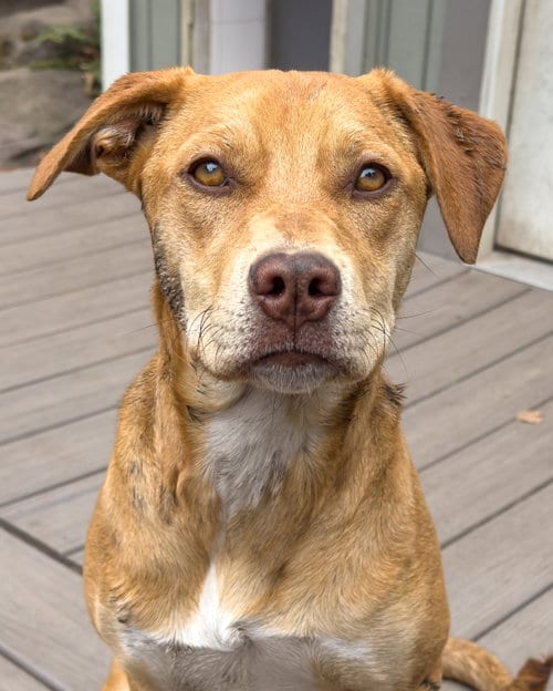 Photo of Ruby, adoptable Mastiff in Sequim, Washington