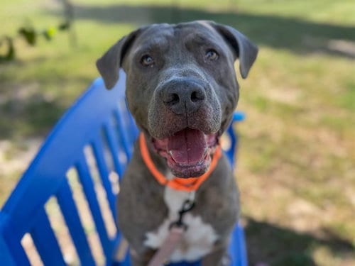 Photo of Warden, adoptable American Bulldog in Tavares, Florida