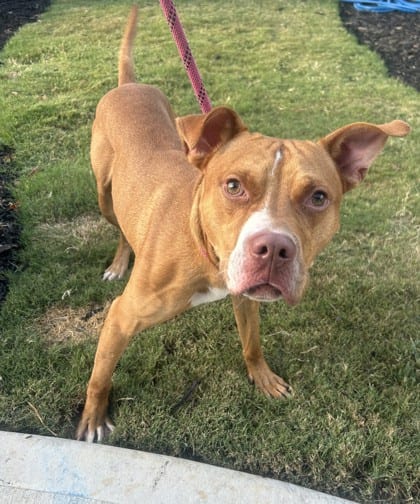 Photo of Keanu, adoptable dog in Chamblee, Georgia