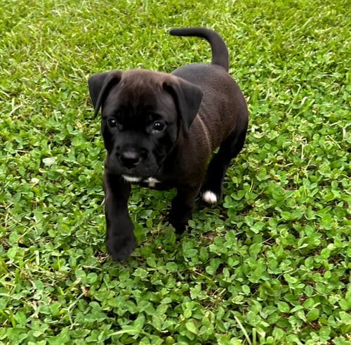 Photo of Nougat, adoptable Labrador Retriever in Holly Springs, North Carolina
