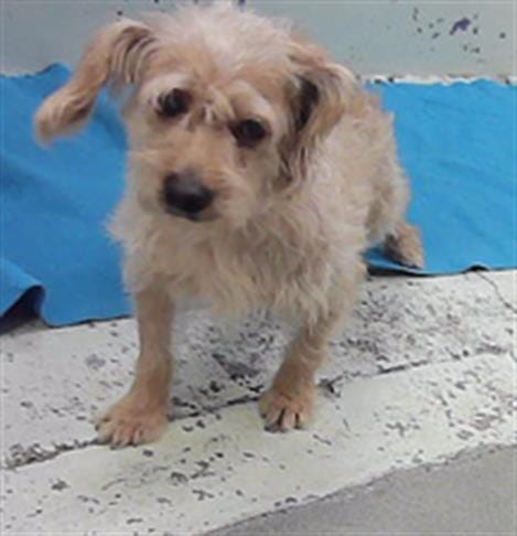 Photo of A2095034, adoptable Cairn Terrier in Houston, Texas